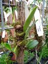 Bulbophyllum putidum - 2/2