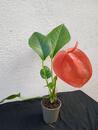 Anthurium scherzerianum (světle červené) - 2/3