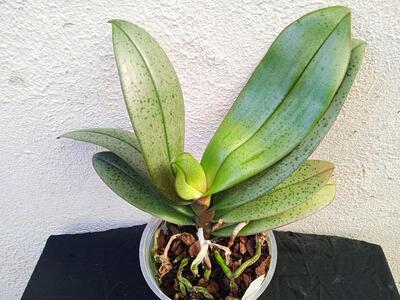Phalaenopsis veitchiana - 2