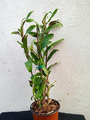 Epidendrum embreei x capricornu - 2