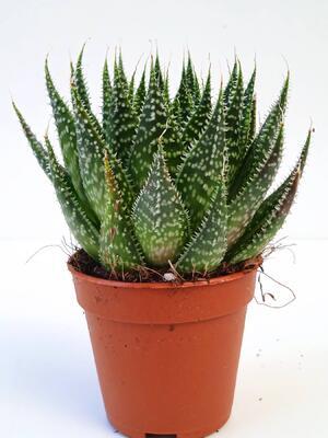 Aloe aristata - 2