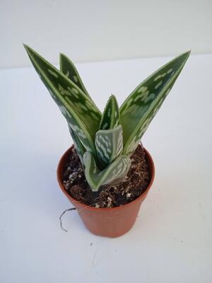Aloe variegata - 2