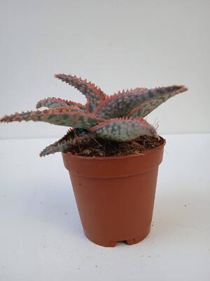 Aloe zebrina 'Dannyz' - 2