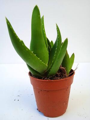 Aloe mitriformis 'Levis' - 2