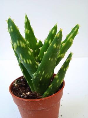 Aloe mitriformis 'Hard' - 2
