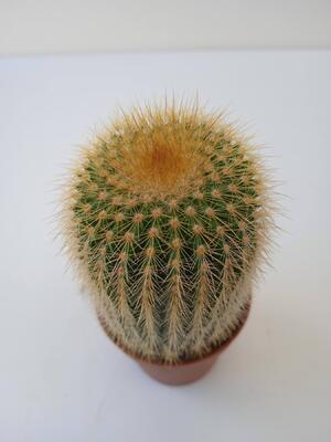 Eriocactus leninghausii - 2