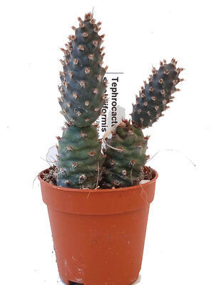 Tephrocactus strobiliformis - 2
