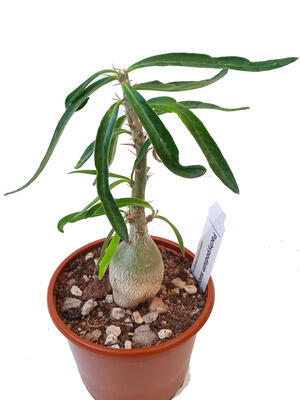 Pachypodium succulentum - 2