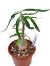 Pachypodium succulentum - 2/3