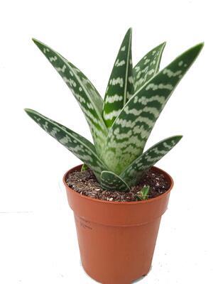 Aloe variegata - 2