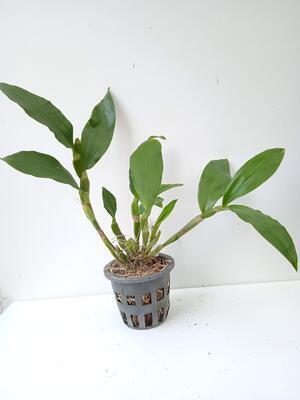 Dendrobium sulcatum - 2