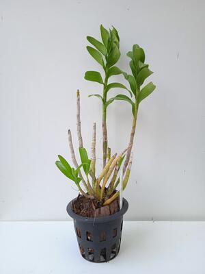 Dendrobium sanderae var. luzonica - 2