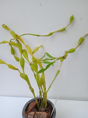 Dendrobium findlayanum - 2
