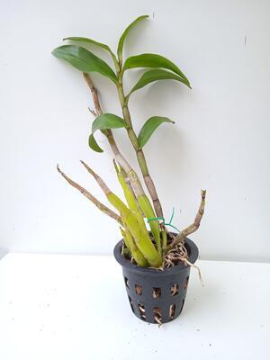 Dendrobium cariniferum - 2