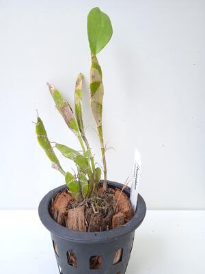 Dendrobium ypsilon - 2