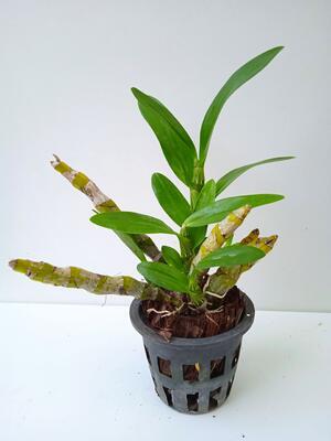 Dendrobium albosanguineum - 2
