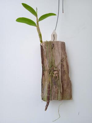 Dendrobium unicum - 2