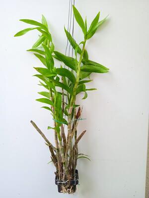 Dendrobium fimbriatum - 2