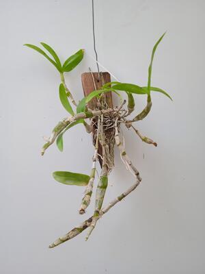 Dendrobium friedericksianum - 2