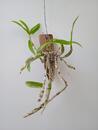 Dendrobium friedericksianum - 2/3