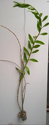Dendrobium moschatum - 2