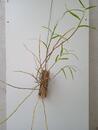 Dendrobium dixanthum - 2/2