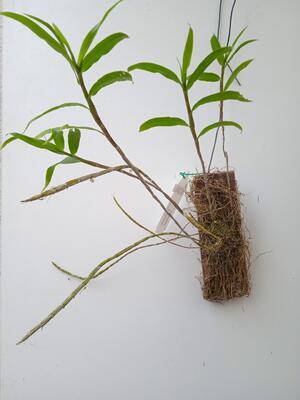 Dendrobium serratilabium - 2