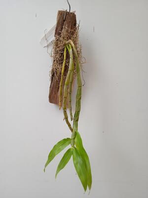 Dendrobium crepidatum - 2