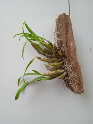 Dendrobium capillipes - 2