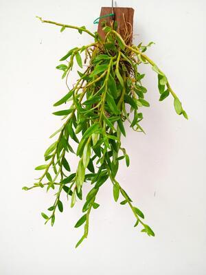 Dendrobium loddigesii - 2