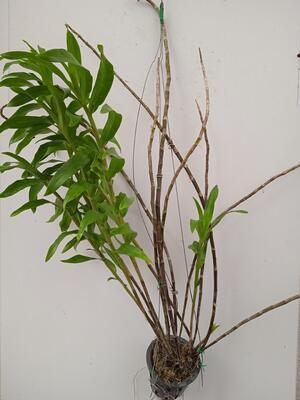 Dendrobium bullenianum - 2