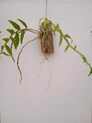Dendrobium primulinum - 2
