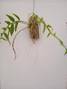 Dendrobium primulinum - 2/4