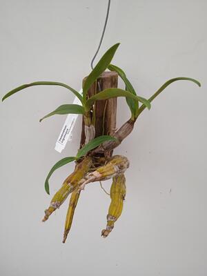 Dendrobium trigonopus - 2
