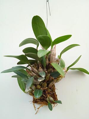 Dendrobium lindleyi - 2