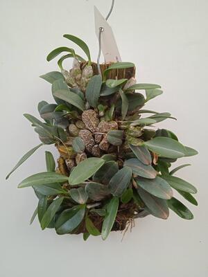 Dendrobium jenkinsii - 2