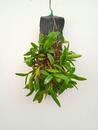 Dendrobium hymenanthum - 2/3