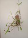 Dendrobium lituiflorum - 2/3