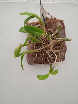 Dendrobium pachyphyllum - 2