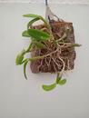 Dendrobium pachyphyllum - 2/3