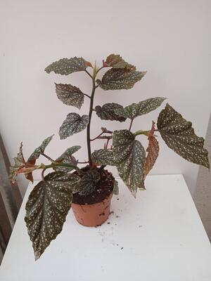 Begonia pseudolubbersii 'Silver spot' - 2