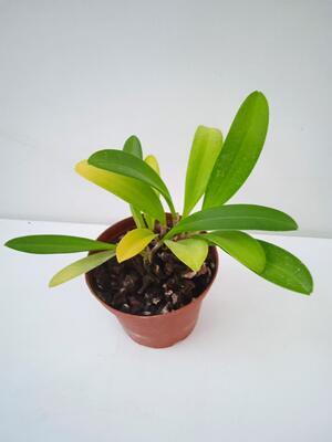 Masdevallia bicolor - 2