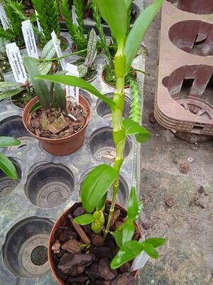 Dendrobium linawianum - 2
