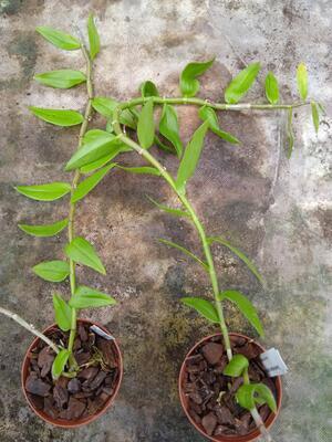 Dendrobium pierardii - 2