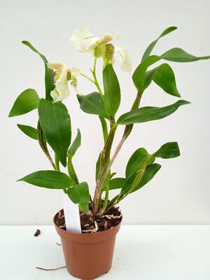 Dendrobium normanbyense x rhodostrictum - 2