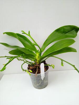 Phalaenopsis Yin's Green Jewel - 2