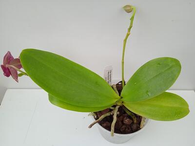 Phalaenopsis Summer Morn 'Shari Mowlavi' AM/AOS - 2