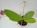 Phalaenopsis Summer Morn 'Shari Mowlavi' AM/AOS - 2/3