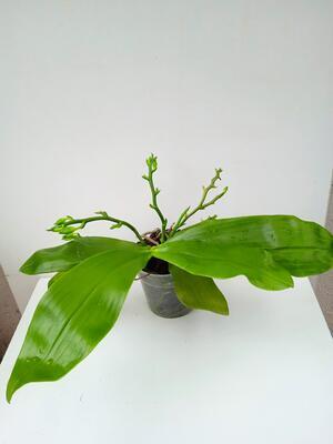 Phalaenopsis Tsay's Evergreen x Yaphon Green Canary - 2