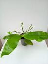 Phalaenopsis Tsay's Evergreen x Yaphon Green Canary - 2/3